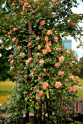 Orange climbing rose rosa bush vine climber fragrant butterfly flower seeds