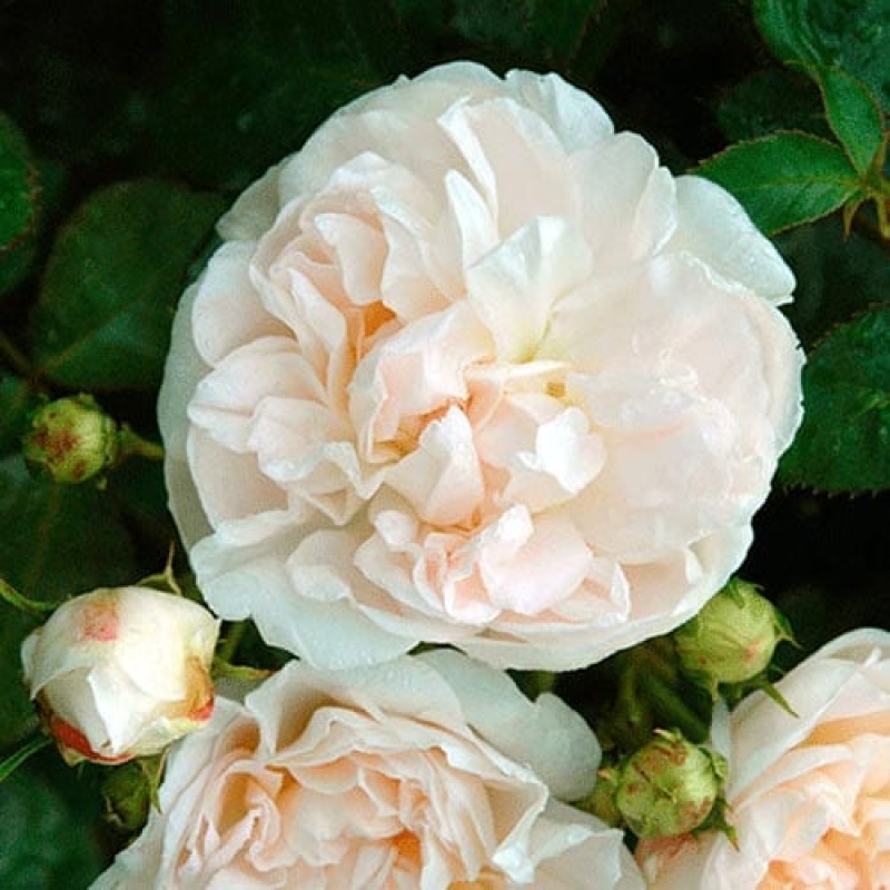 Royal sunset â rogue valley roses