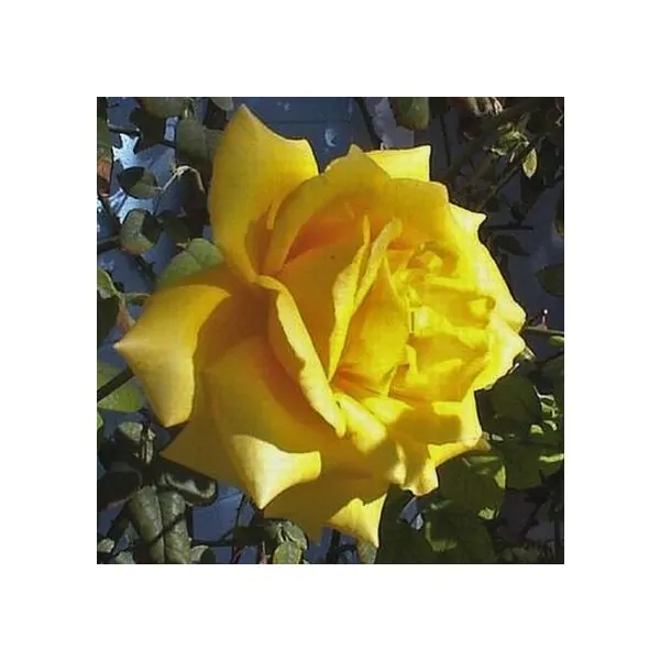 Royal gold climbing rose nature hills nursery