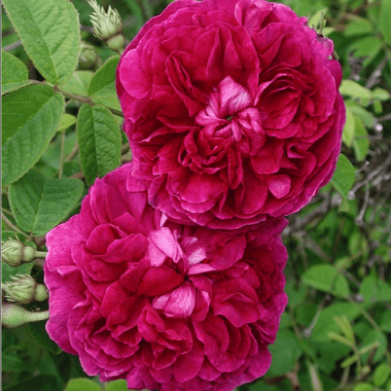 Royal sunset â rogue valley roses