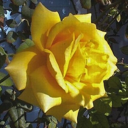 Royal gold climbing rose nature hills nursery