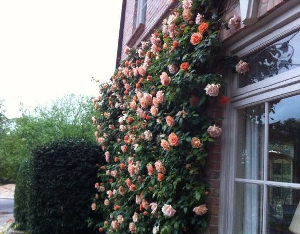 Royal sunset climbing rose photographed in dallas texas planting flowers farm gardens climbing vines