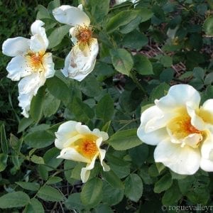 Royal sunset â rogue valley roses