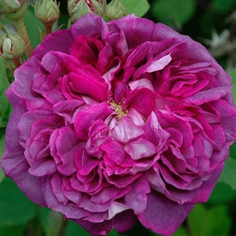 Royal sunset â rogue valley roses