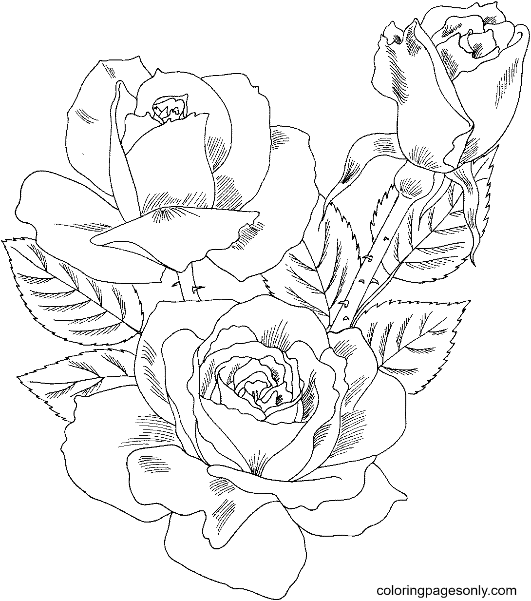 Royal sunset climbing rose coloring page