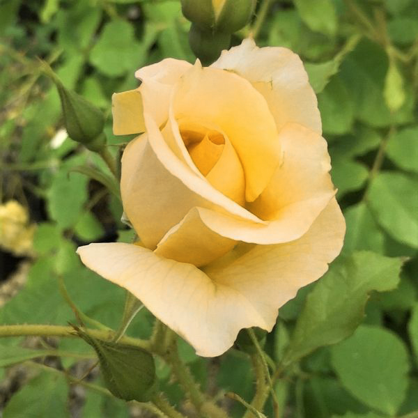 Autumn sunset climbing rose bushes