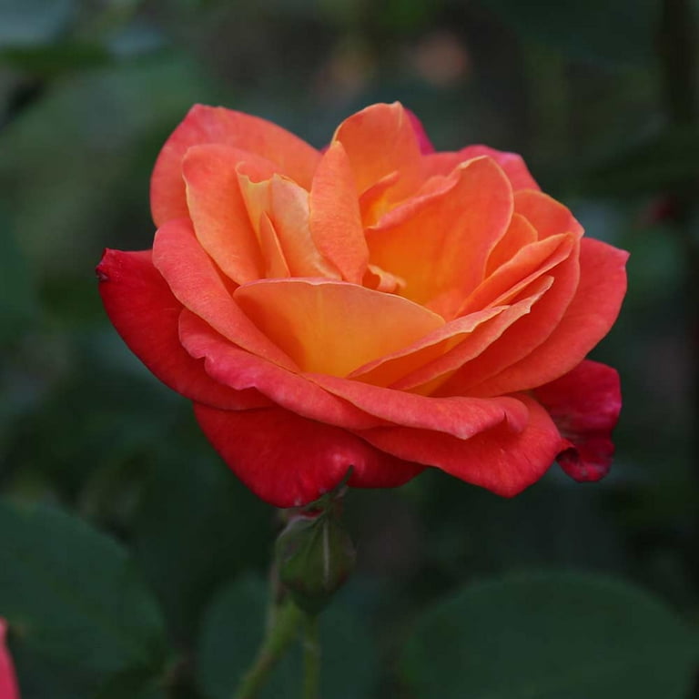 Piãata climbing rose by heirloom roses