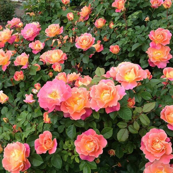 National plant network sunset colors climbing bareroot rose collection