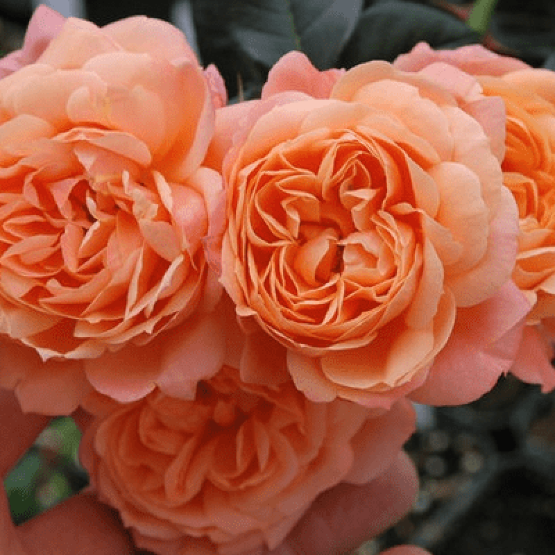 Royal sunset â rogue valley roses