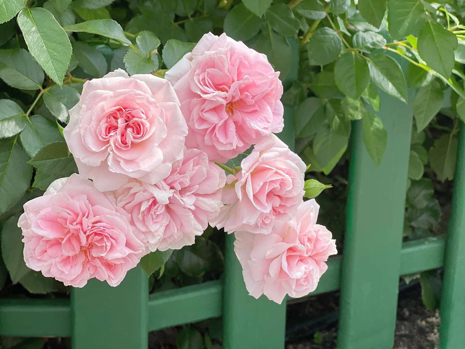 Best climbing roses for your garden