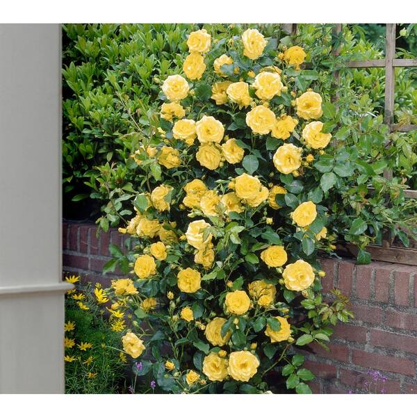 National plant network sunset colors climbing bareroot rose collection