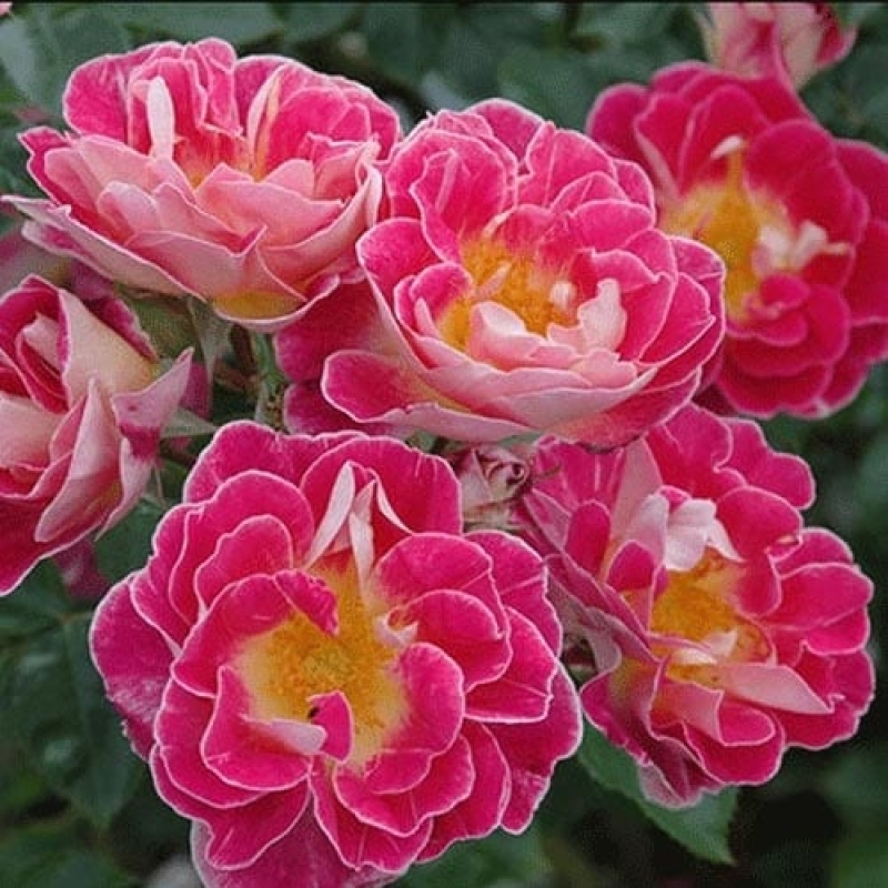 Royal sunset â rogue valley roses