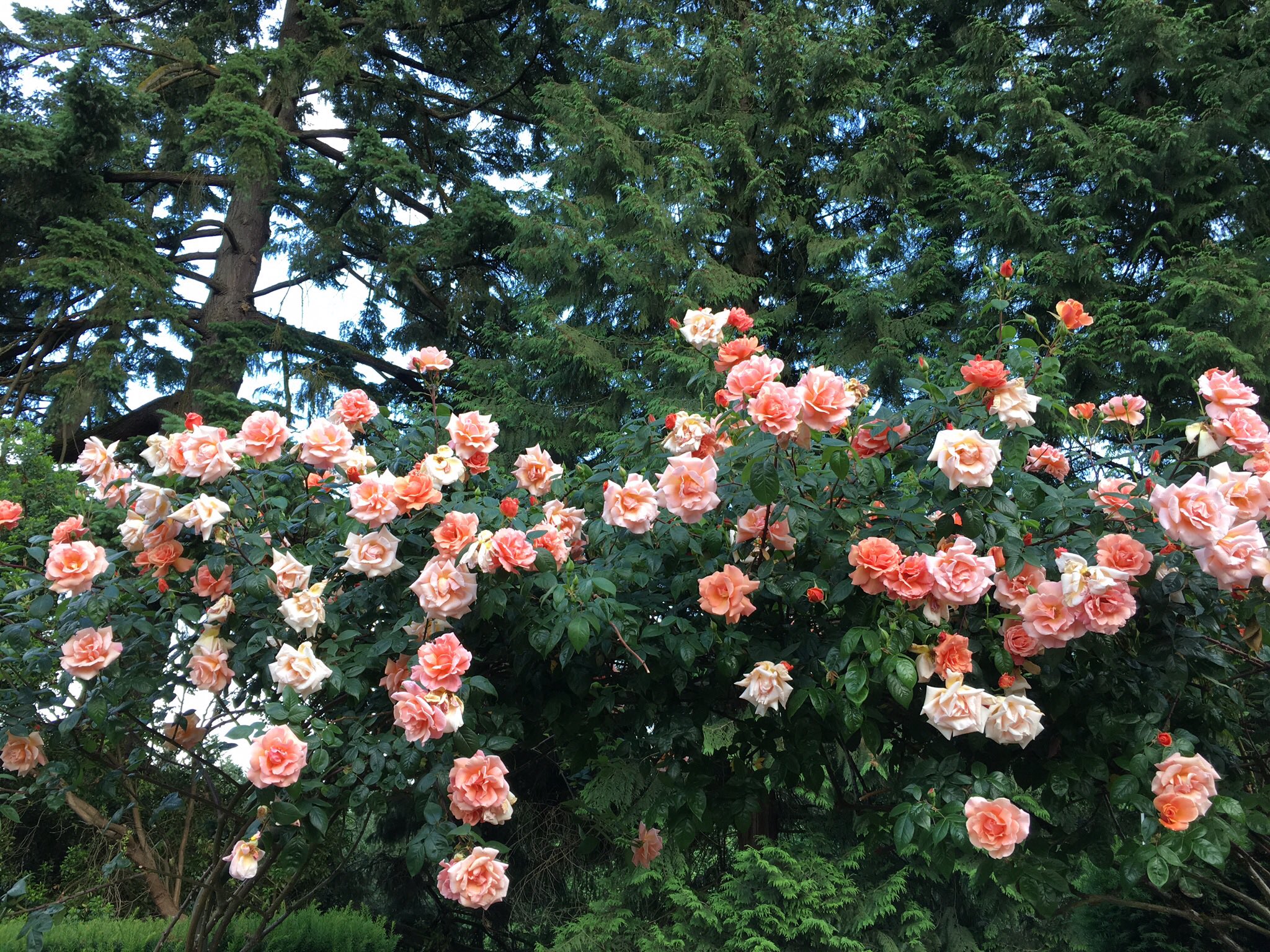 Elizabeth bryant on x climber royal sunset in her full glory at the international rose test garden in portland or flowerreport httpstcoqccbgy x