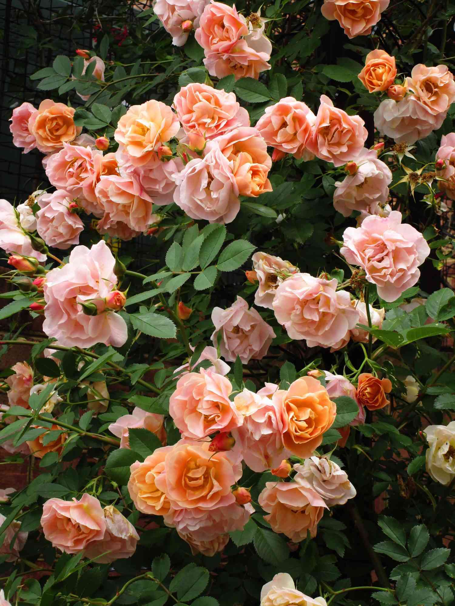 The easiest roses to grow for a gorgeous low