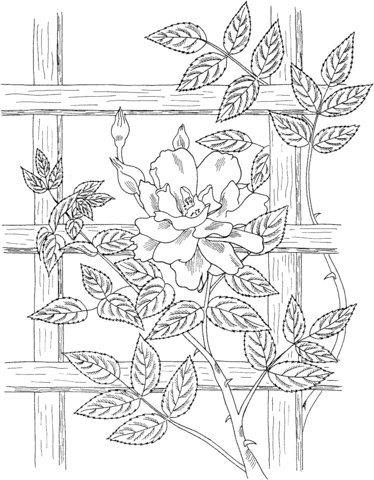 Golden showers climbing rose coloring page from roses category select from printable crafts of câ rose coloring pages coloring pages flower line drawings