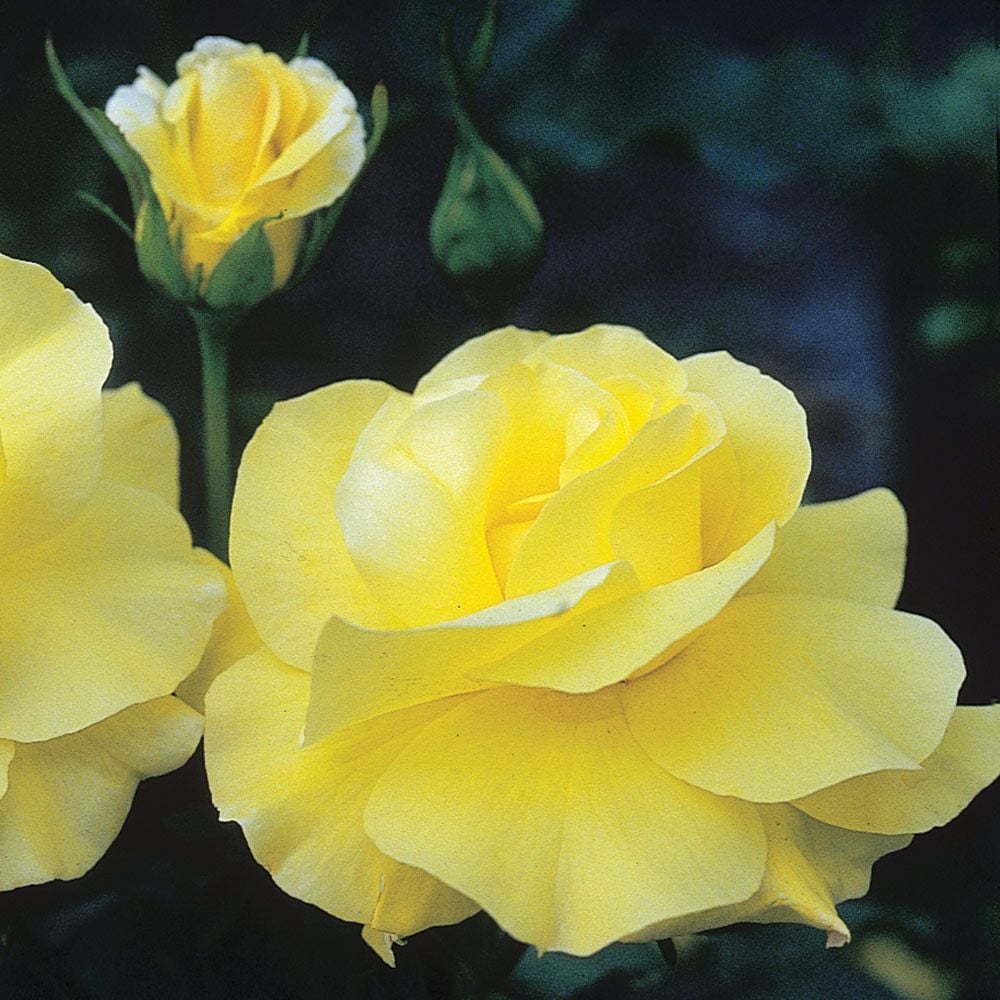 Rose golden showers white flower farm