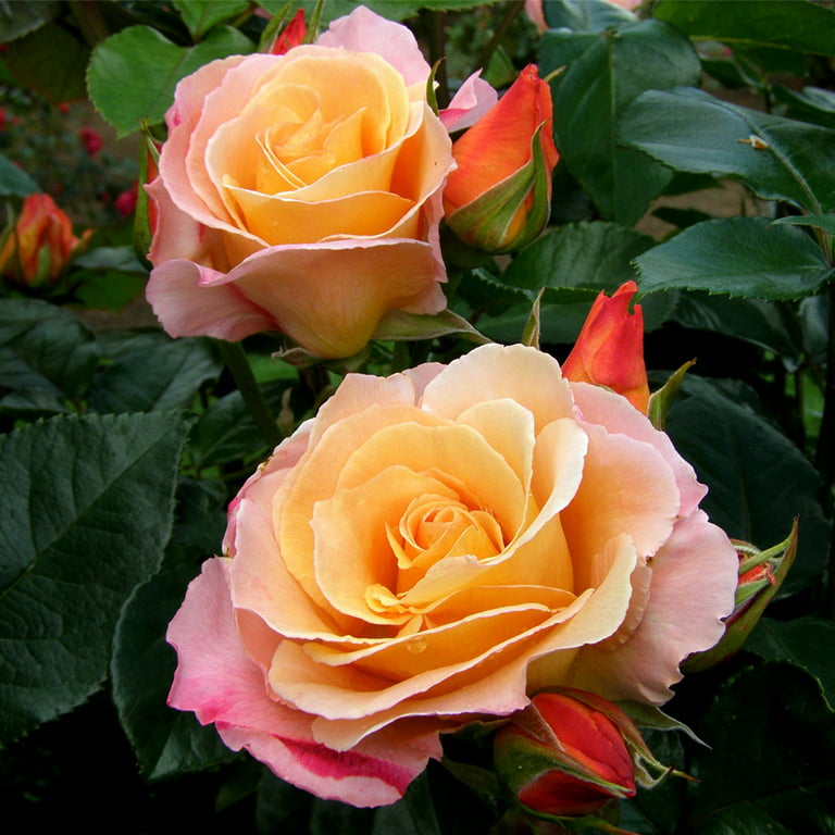 Heirloom roses