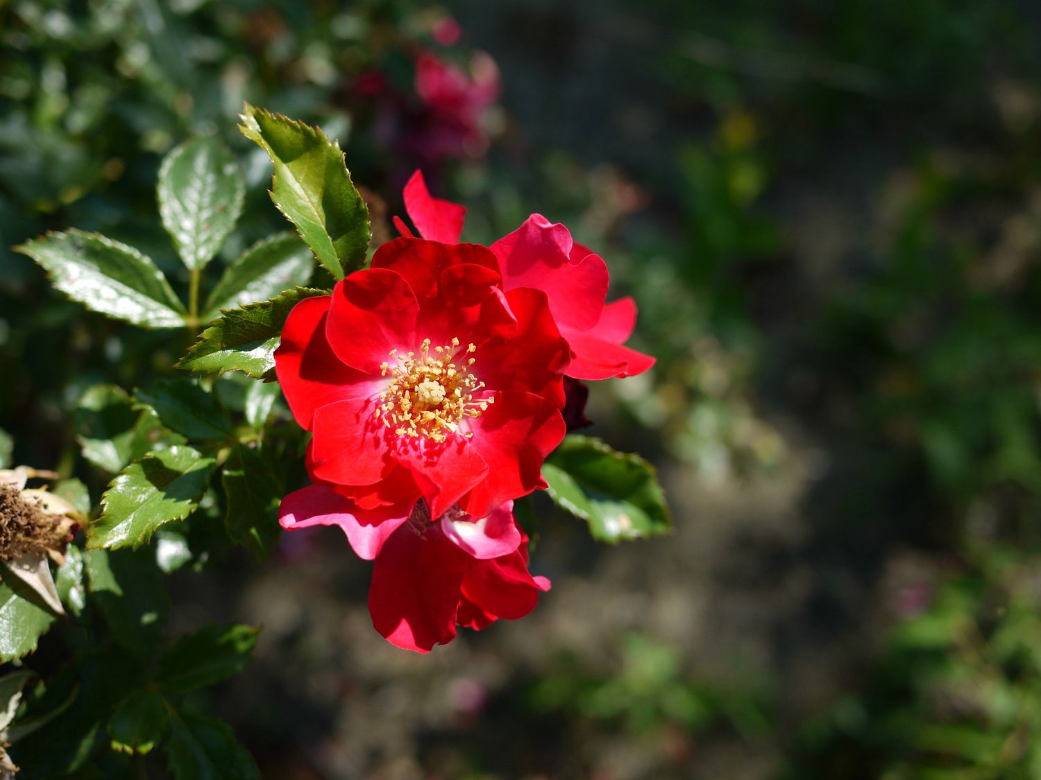 Best climbing roses for your garden