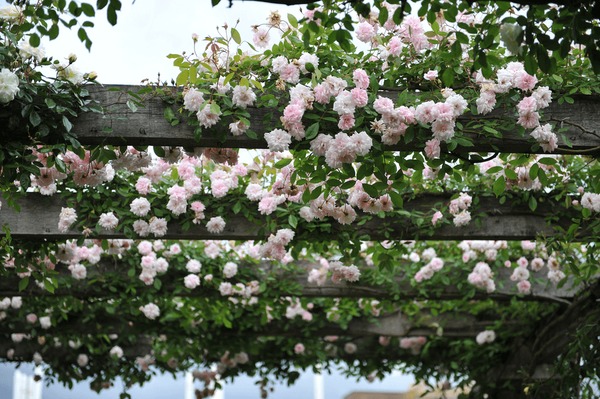 Hundred climbing rose pergola royalty