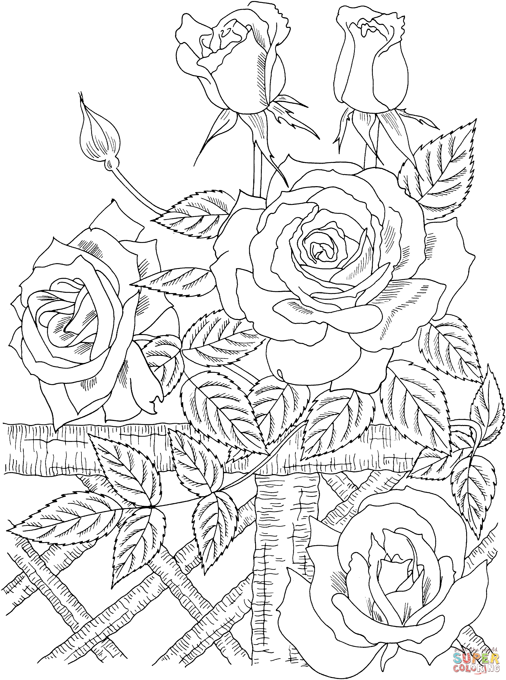 America climbing rose coloring page free printable coloring pages