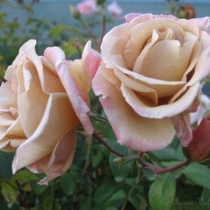 Royal sunset â rogue valley roses