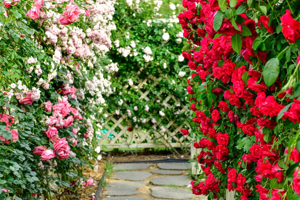 Climbing rose varieties and growing guide mistakes to avoid