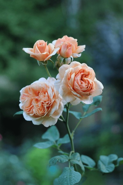 Crown princess margaret rose royalty