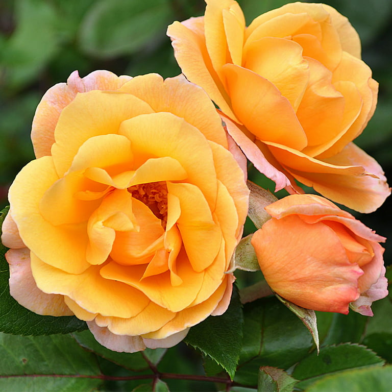 Heirloom roses