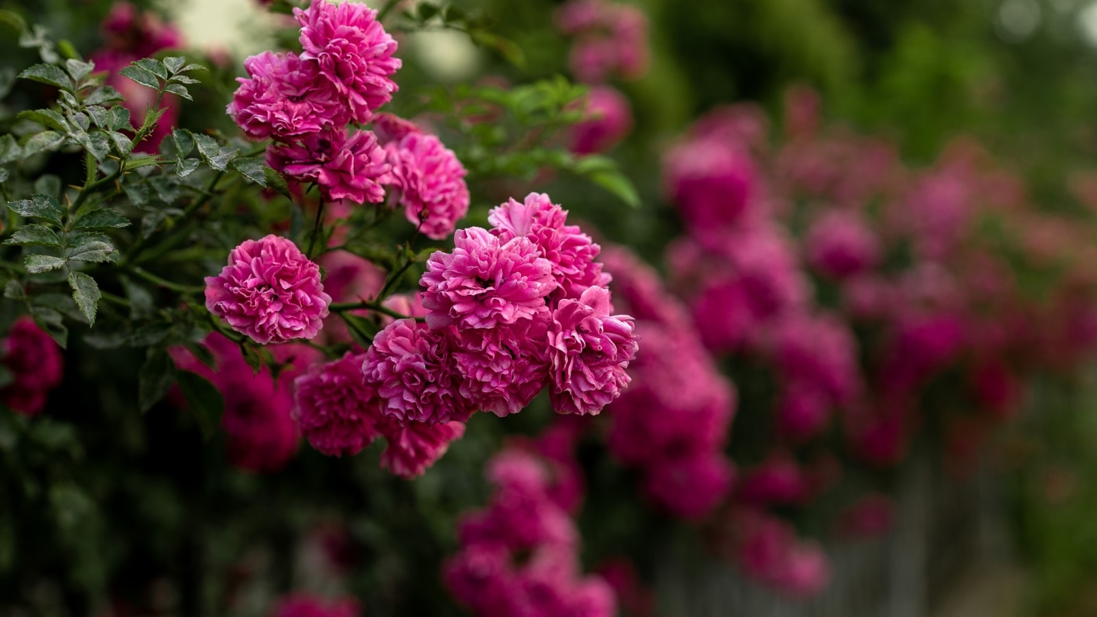 Beautiful climbing roses for trellises and arbors