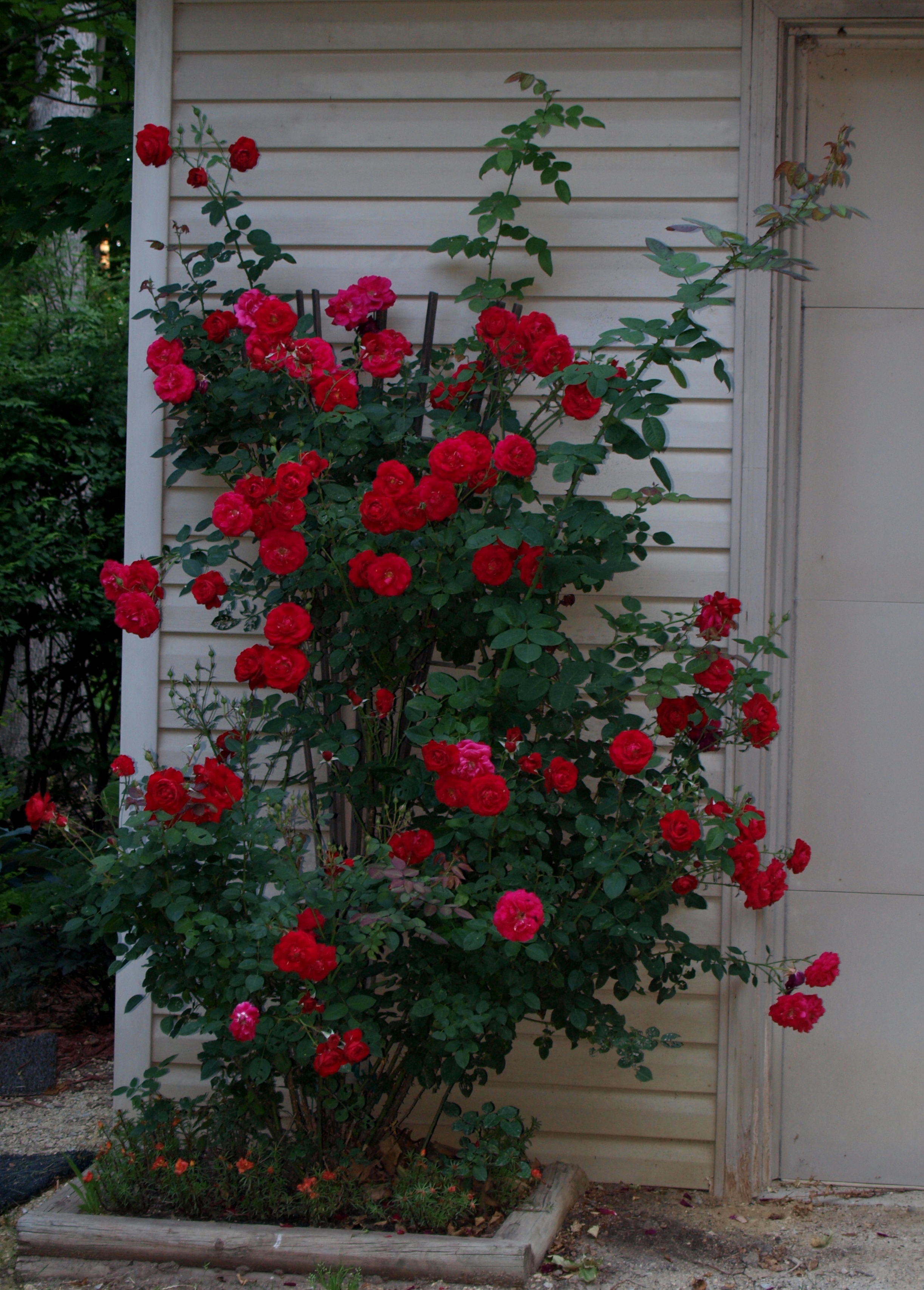 Ramblin red rose