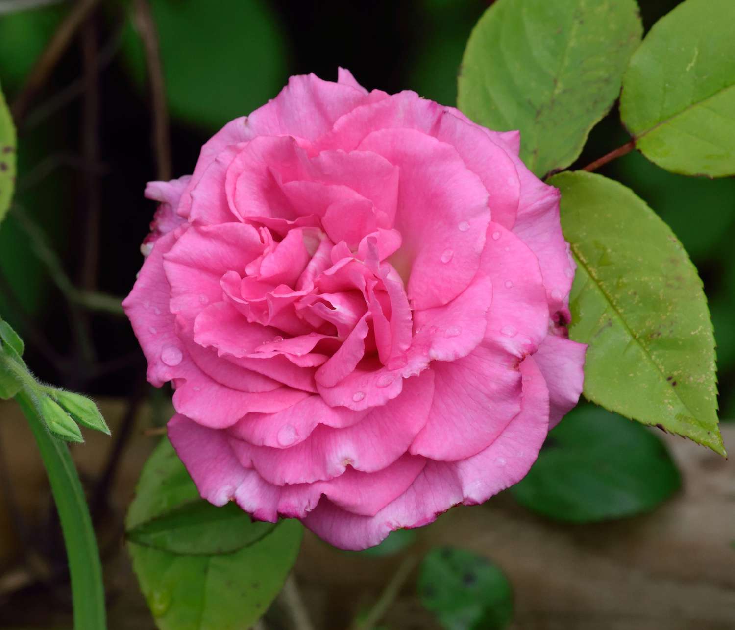 Best climbing roses for your garden