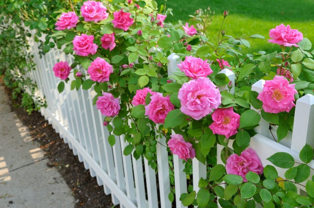 Selecting zone roses learn about hardy roses for zone gardens gardening know how