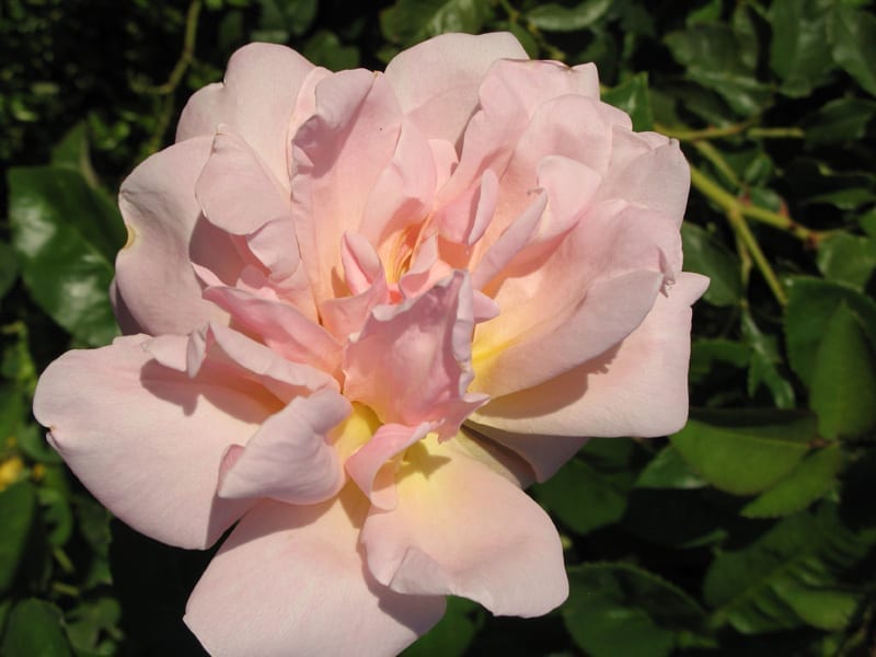 Royal sunset â rogue valley roses