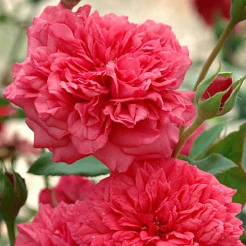 Royal sunset â rogue valley roses