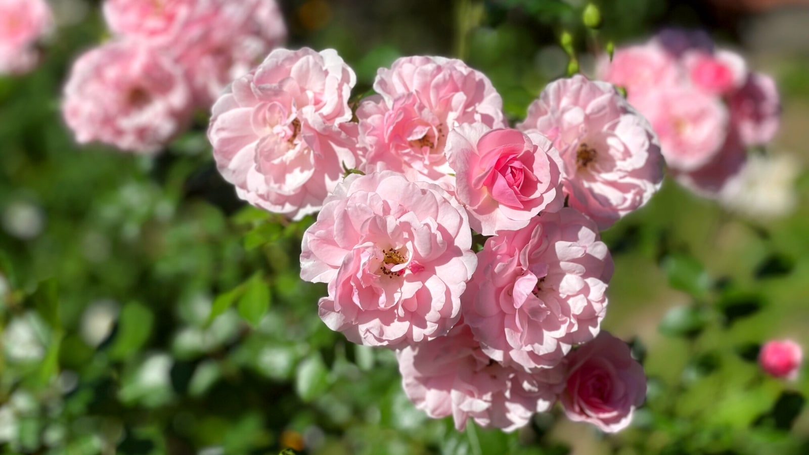 Roses that will flourish in northern climate gardens