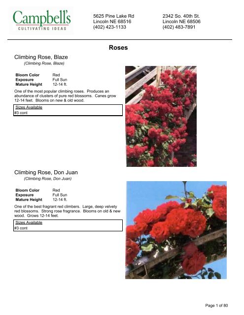 Climbing rose blaze climbing rose don juan