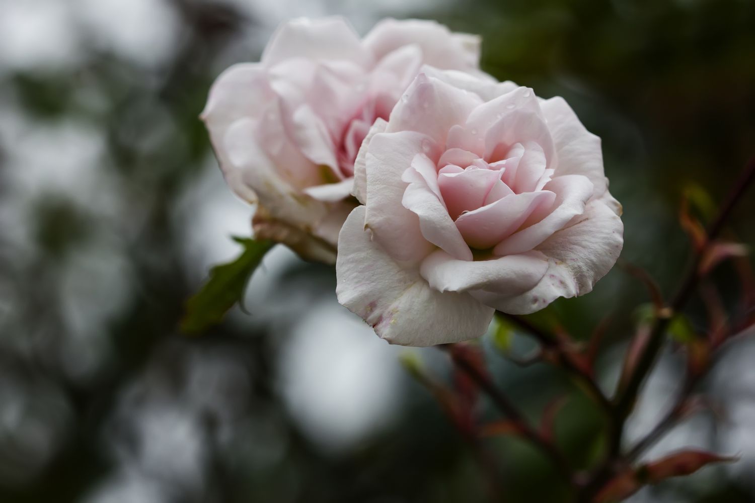 Best climbing roses for your garden