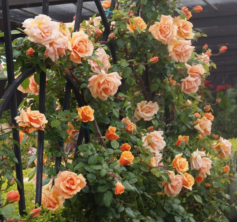 Piece of eden rosa royal sunset royal sunset rose garden design sunset rose