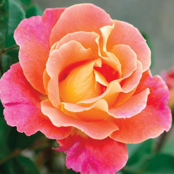 National plant network sunset colors climbing bareroot rose collection