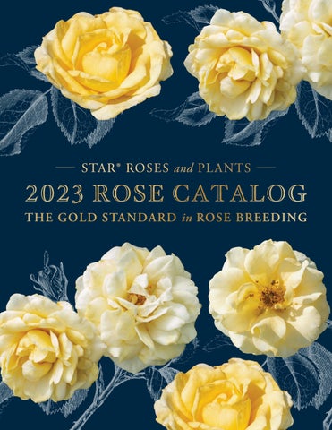 Star roses and plants rose catalog by star roses and plants