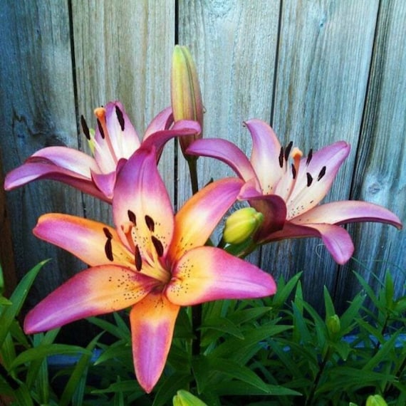 Royal sunset lily flower bulbs plants grow to feet tall hardy zones to fragrant amazing vibrant coloring perennial