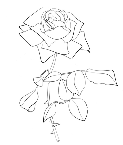 Royal sunset climbing rose coloring page