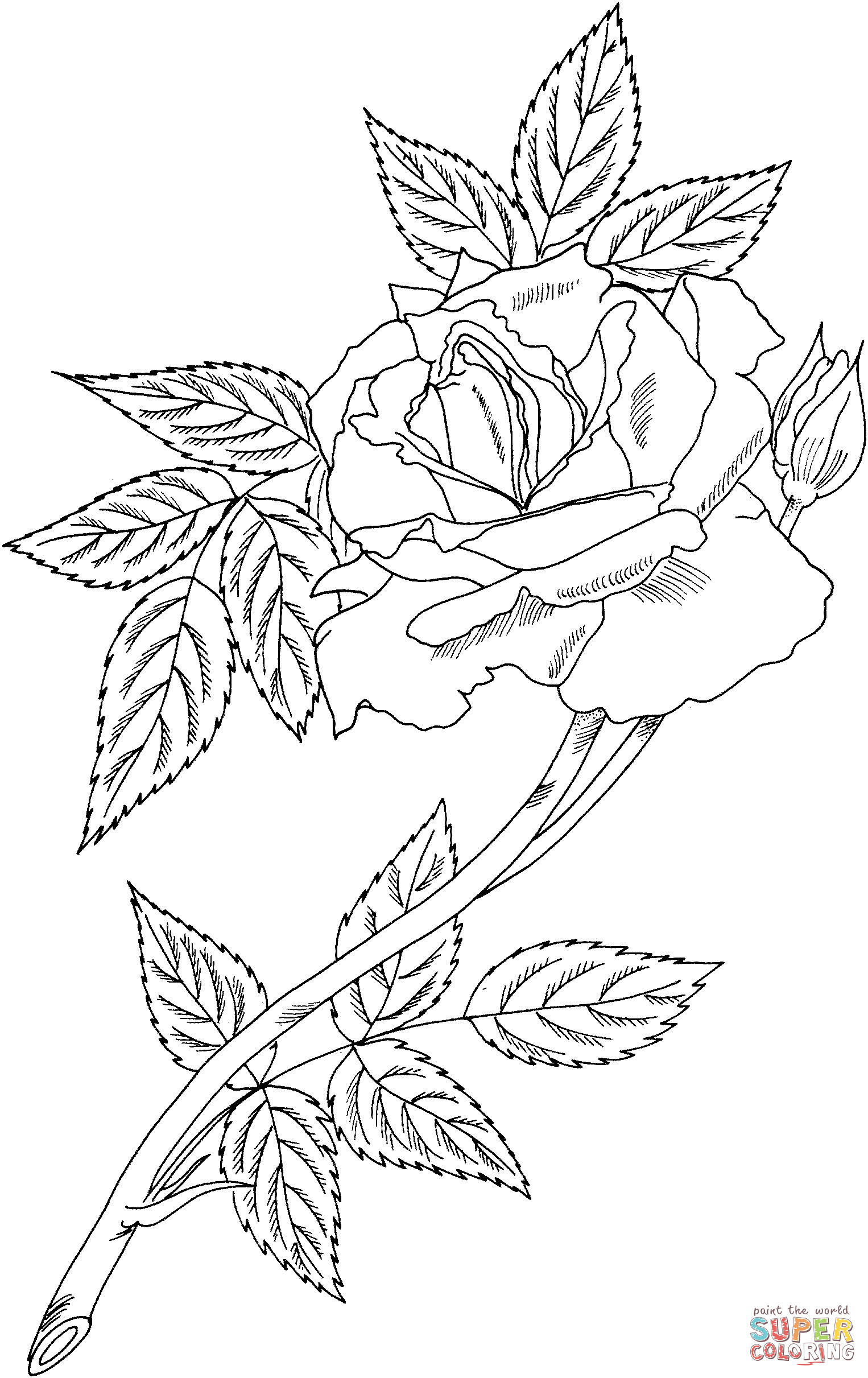 Royal sunset climbing rose coloring page free printable coloring pages
