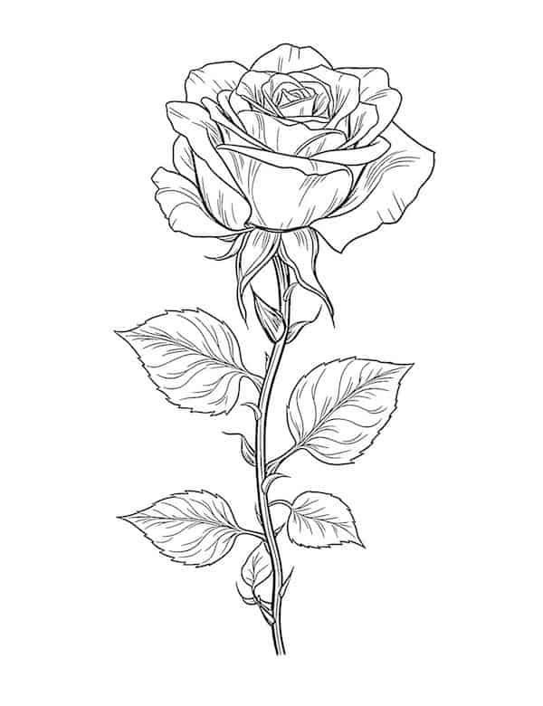 Beautiful rose coloring pages for kids and adults