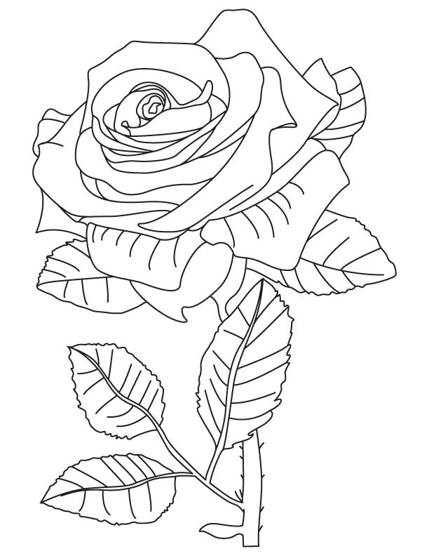 Rainbow rose coloring page download free rainbow rose coloring page for kids best coloring pages