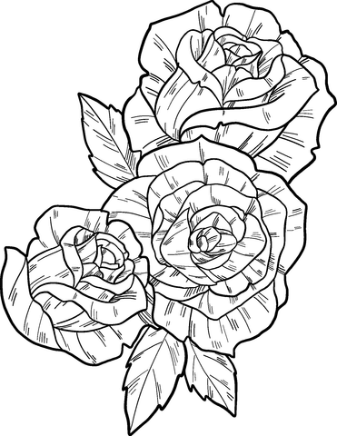 Roses coloring page free printable coloring pages