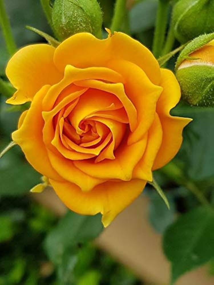 Royal paradise gardentuscan sun yellow rose flower plant home garden plant grafted rose live plant garden outdoors