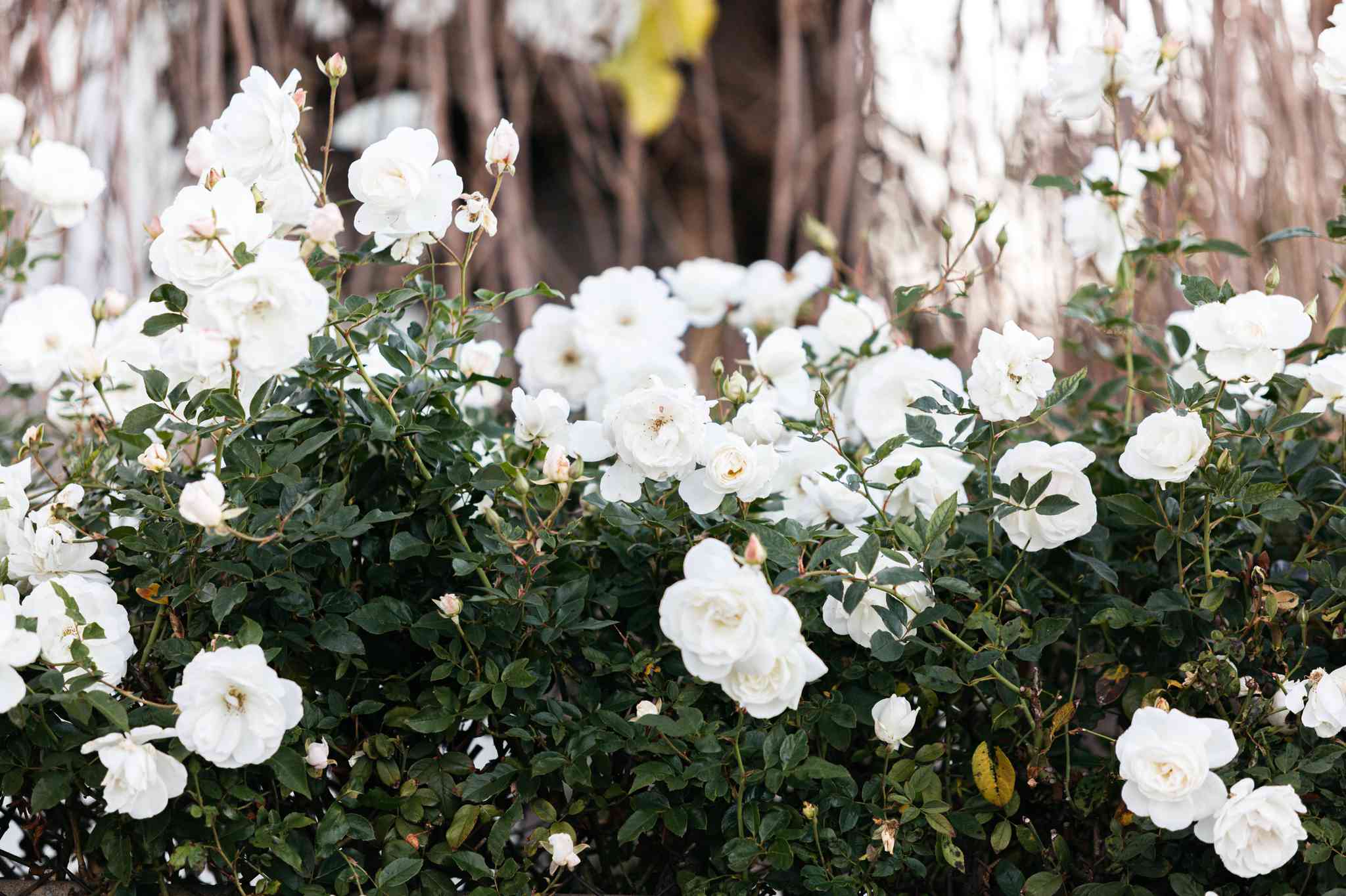 Best climbing roses for your garden