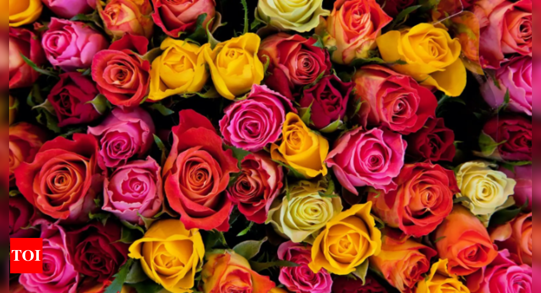 National rose day wishes messages top wishes messages and quotes to share with your loved ones