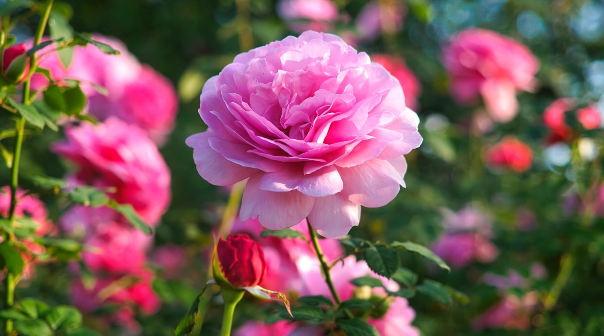 Stunning pink rose varieties for your garden